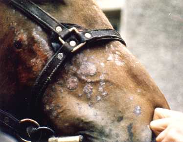 Microsporium 
 
 
 
 
 
 Canis            Infection of Horse
