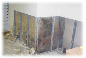 mold concealed in walls